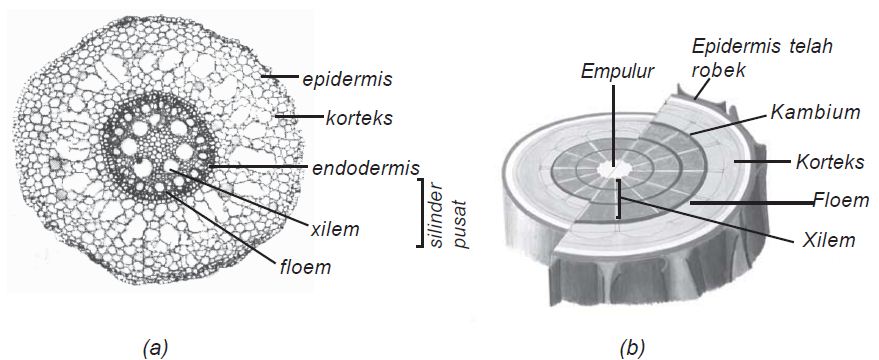 Detail Gambar Anatomi Batang Tumbuhan Nomer 31