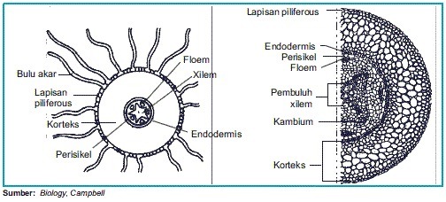 Detail Gambar Anatomi Batang Tumbuhan Nomer 35