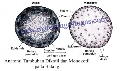 Detail Gambar Anatomi Batang Tumbuhan Nomer 37