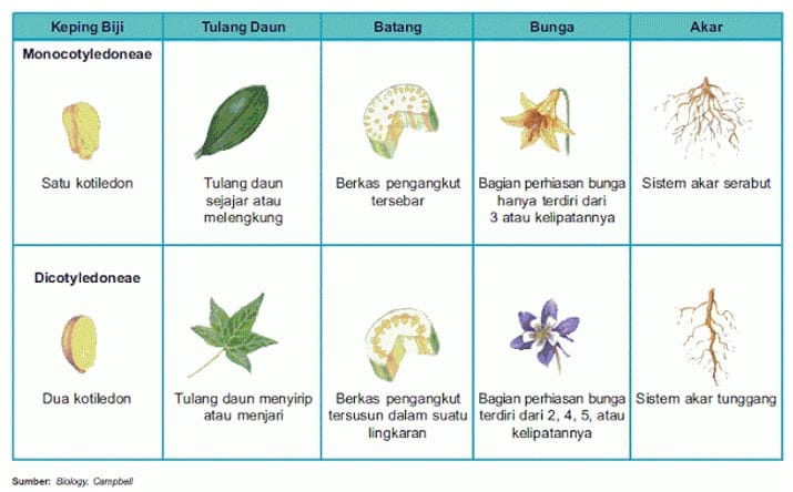 Detail Gambar Anatomi Batang Tumbuhan Nomer 38