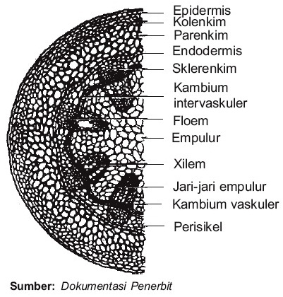 Detail Gambar Anatomi Batang Tumbuhan Nomer 51