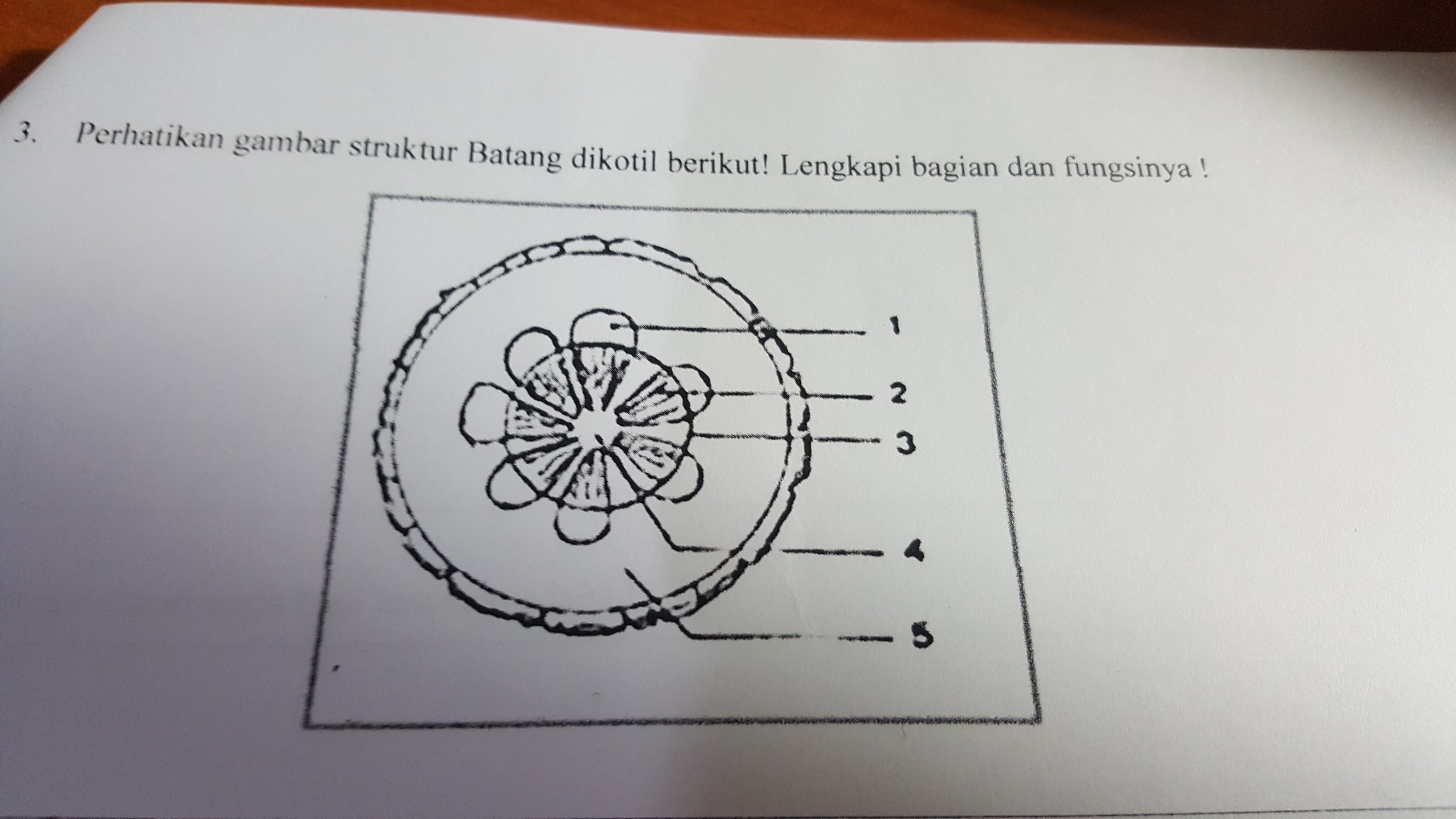 Detail Gambar Anatomi Batang Tumbuhan Nomer 53