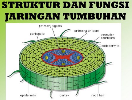 Detail Gambar Anatomi Batang Tumbuhan Nomer 8