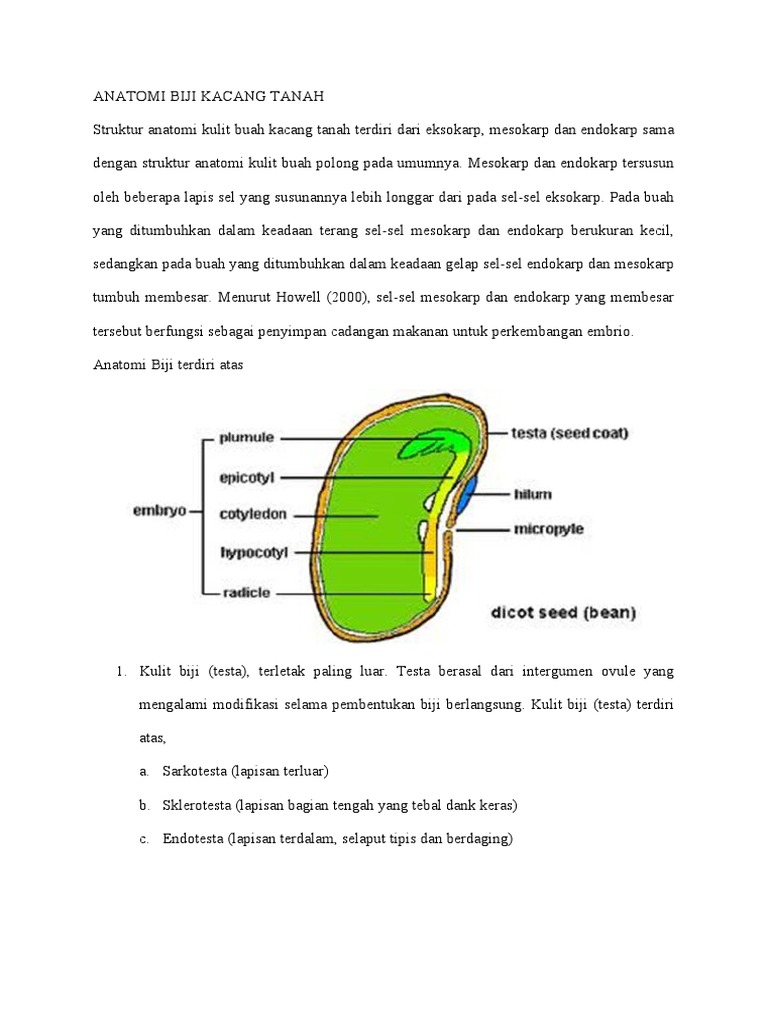 Detail Gambar Anatomi Bijj Nomer 10