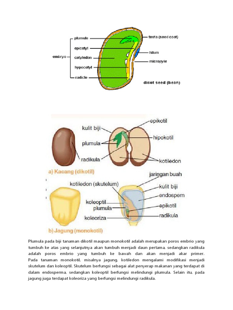 Detail Gambar Anatomi Bijj Nomer 12