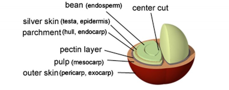 Detail Gambar Anatomi Bijj Nomer 13