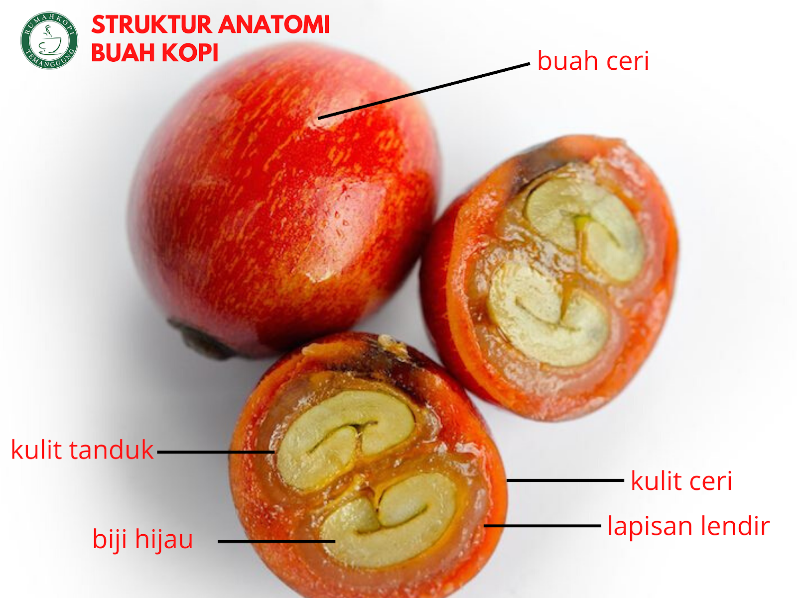 Detail Gambar Anatomi Bijj Nomer 22