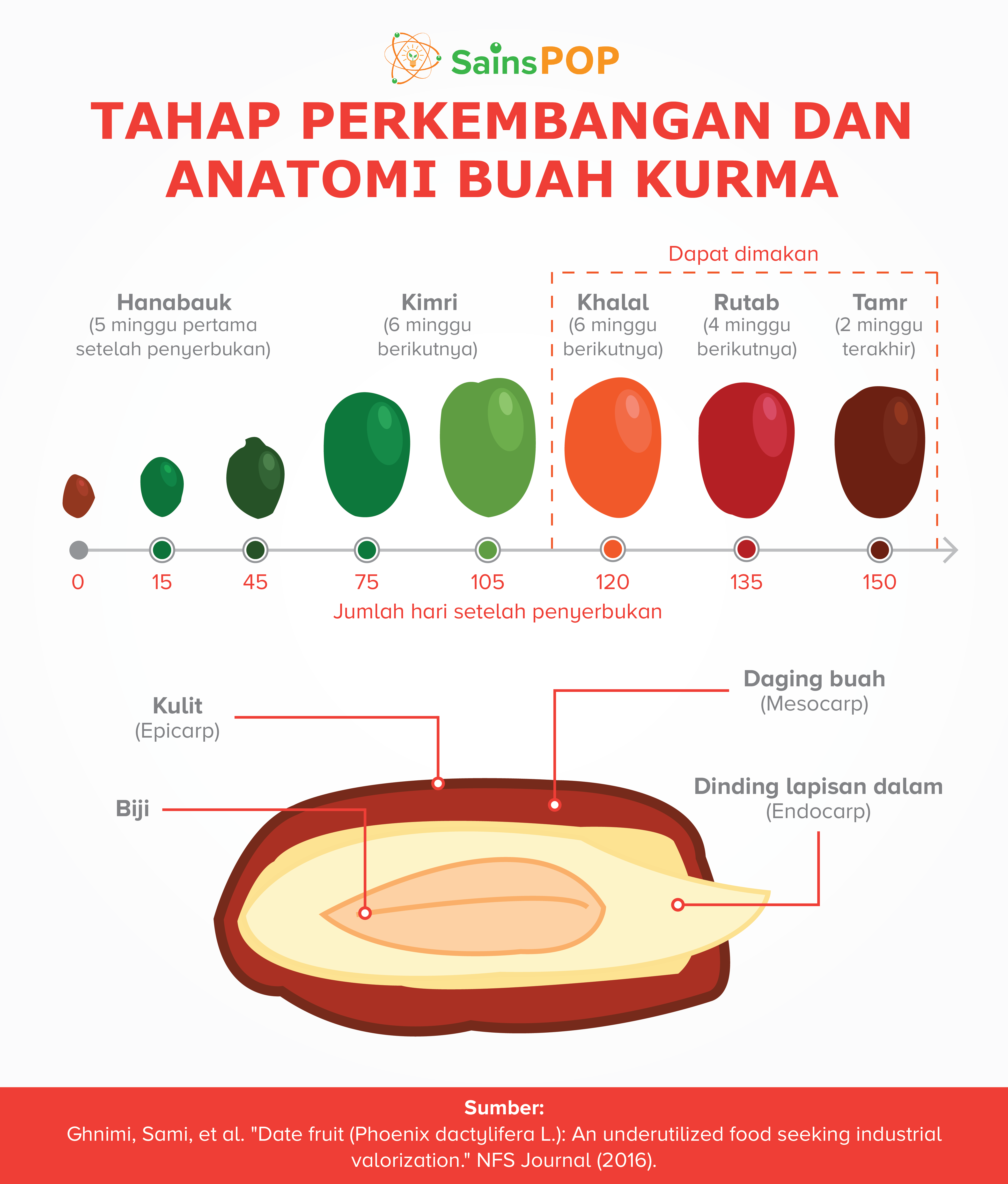 Detail Gambar Anatomi Bijj Nomer 23