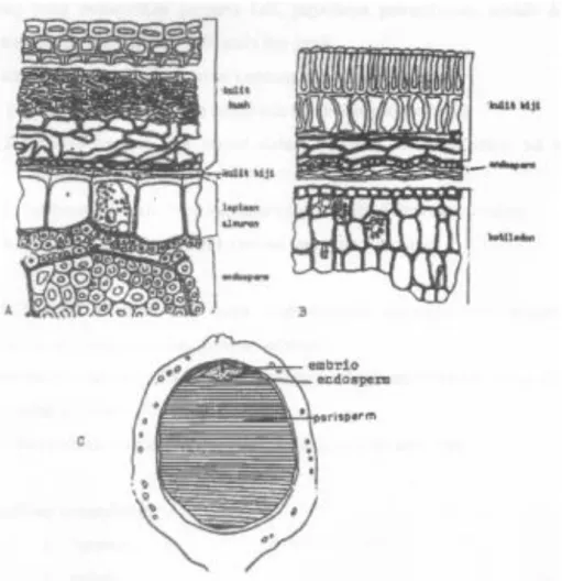 Detail Gambar Anatomi Bijj Nomer 30