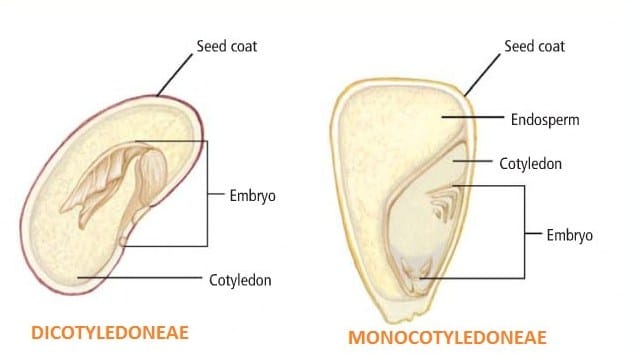 Detail Gambar Anatomi Bijj Nomer 33