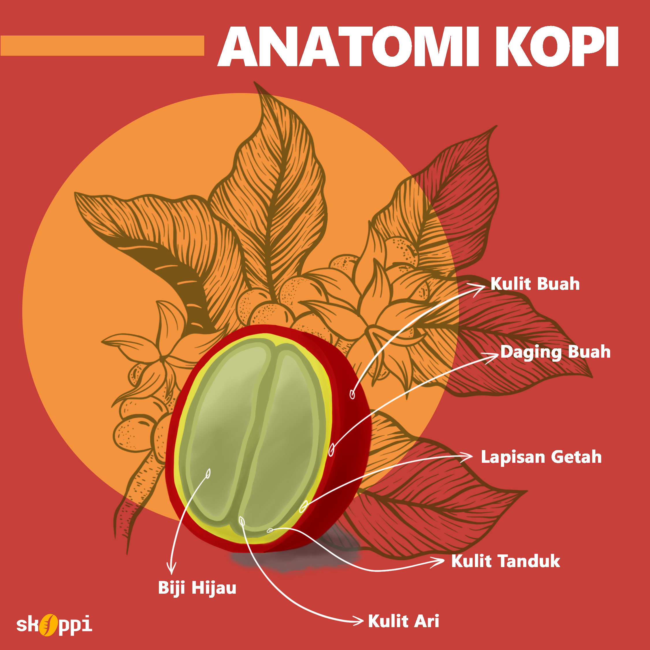 Detail Gambar Anatomi Bijj Nomer 34