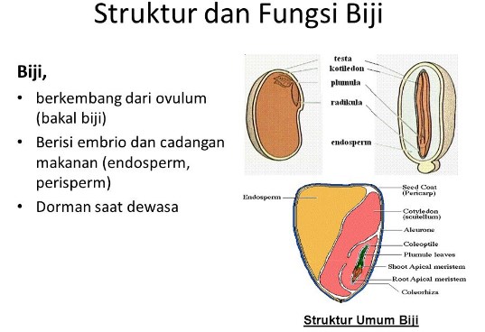 Detail Gambar Anatomi Bijj Nomer 6