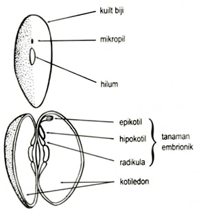 Detail Gambar Anatomi Bijj Nomer 9