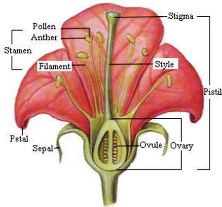 Detail Gambar Anatomi Bunga Nomer 11