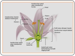 Detail Gambar Anatomi Bunga Nomer 21