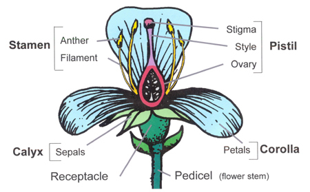Detail Gambar Anatomi Bunga Nomer 22