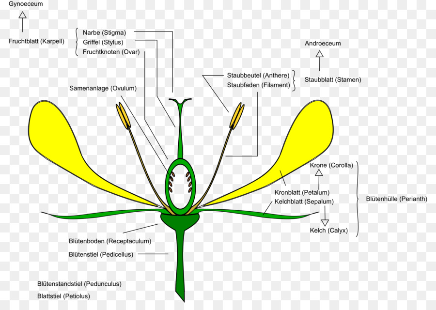 Detail Gambar Anatomi Bunga Nomer 29