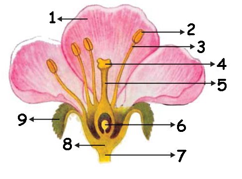Detail Gambar Anatomi Bunga Nomer 31