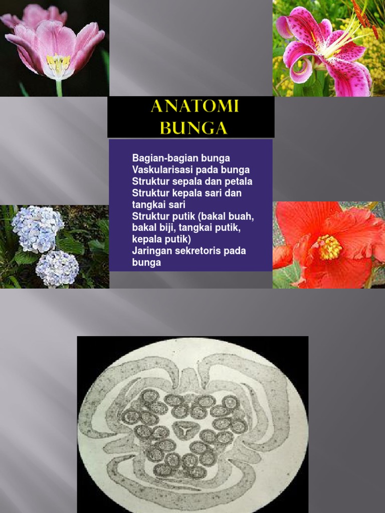 Detail Gambar Anatomi Bunga Nomer 45