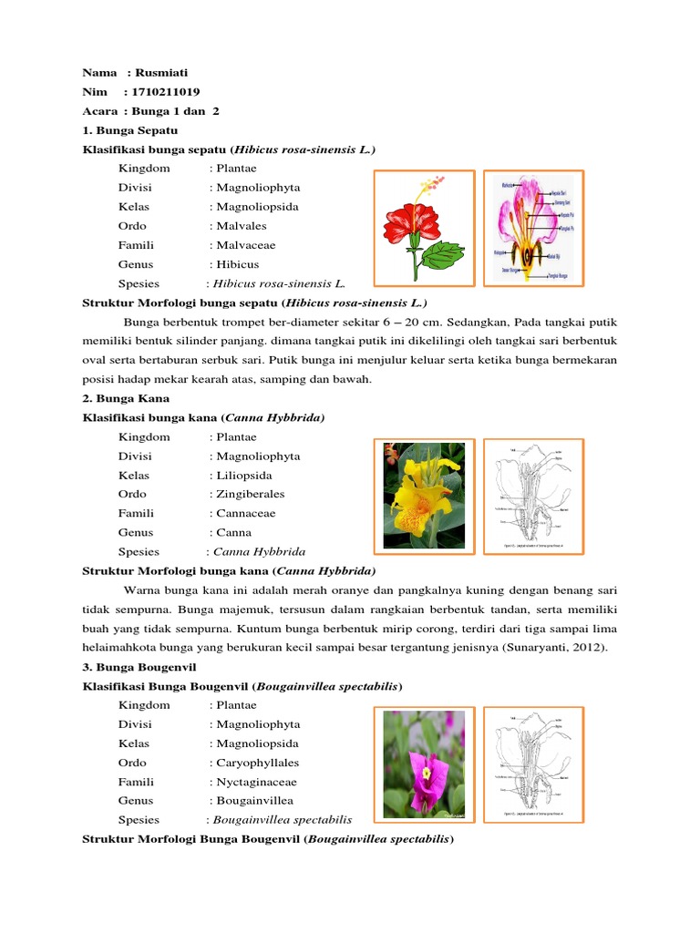 Detail Gambar Anatomi Bunga Nomer 52