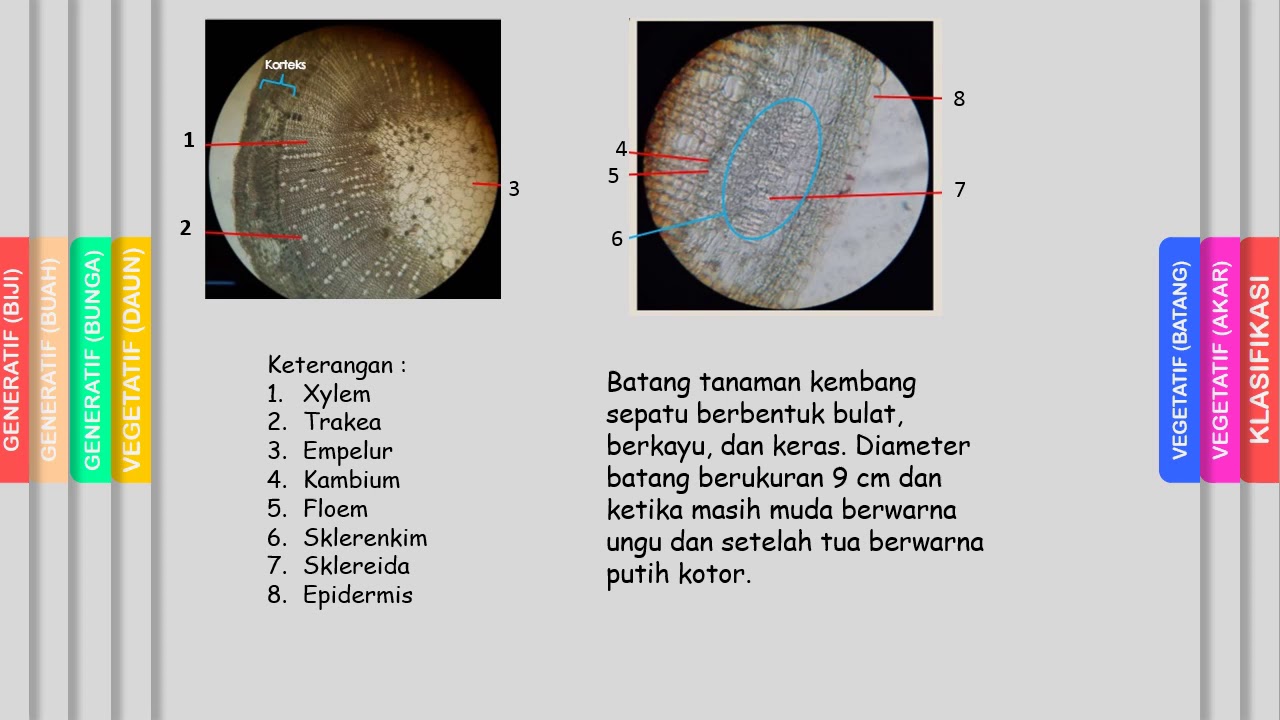 Detail Gambar Anatomi Bunga Kembang Sepatu Nomer 39