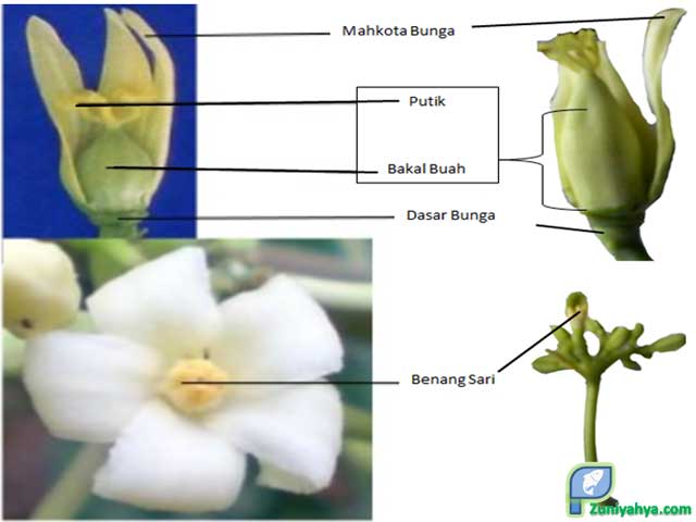 Detail Gambar Anatomi Bunga Lengkap Nomer 31