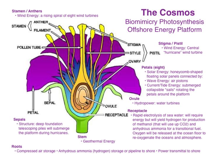 Detail Gambar Anatomi Bunga Lengkap Nomer 34