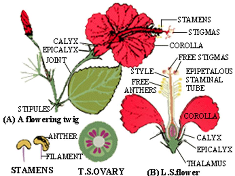 Detail Gambar Anatomi Bunga Lengkap Nomer 40