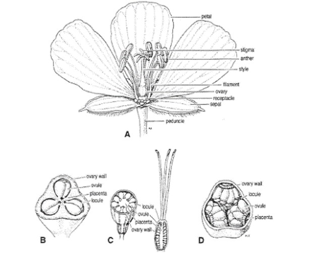 Detail Gambar Anatomi Bunga Lengkap Nomer 10