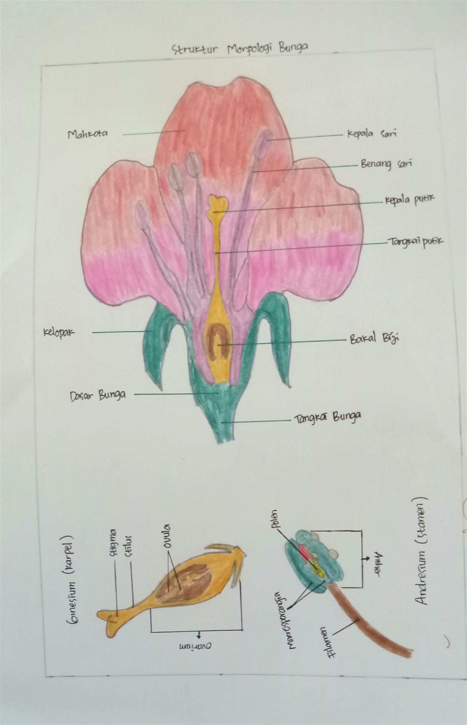 Detail Gambar Anatomi Bunga Sepatu Nomer 14