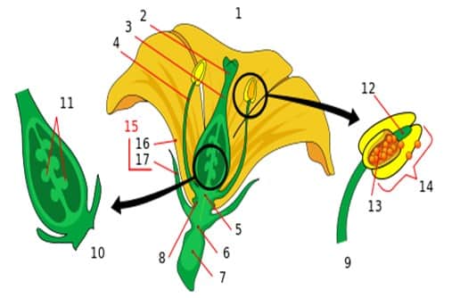 Detail Gambar Anatomi Bunga Sepatu Nomer 29