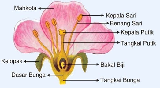 Detail Gambar Anatomi Bunga Sepatu Nomer 5