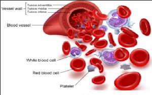 Detail Gambar Anatomi Darah Nomer 2