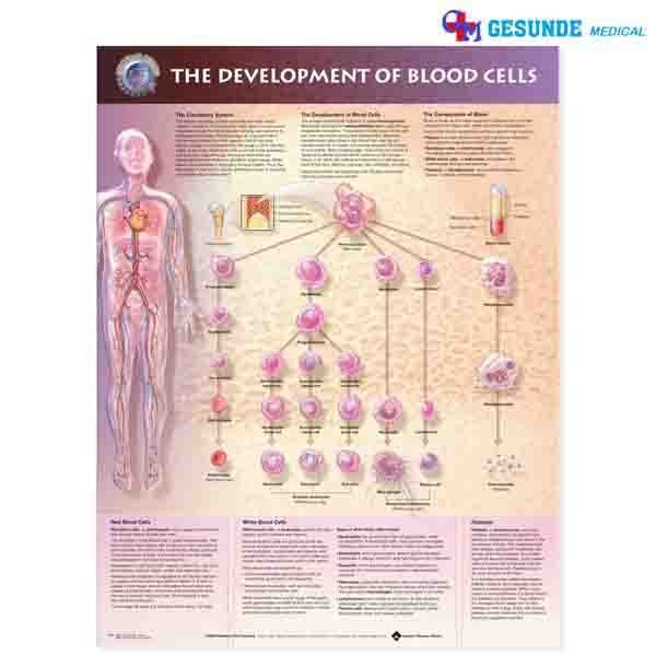 Detail Gambar Anatomi Darah Nomer 17