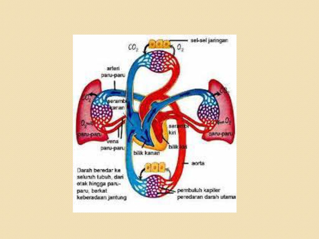 Detail Gambar Anatomi Darah Nomer 27