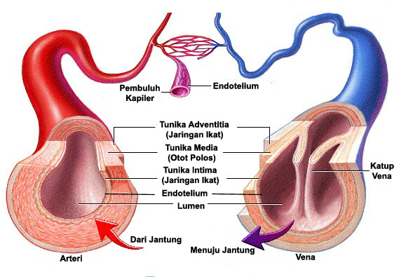 Detail Gambar Anatomi Darah Nomer 41