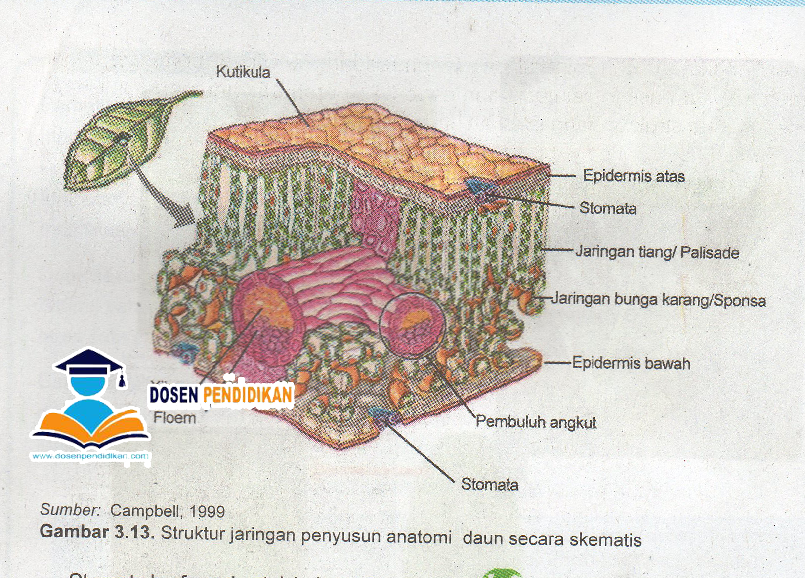 Detail Gambar Anatomi Daun Nomer 15