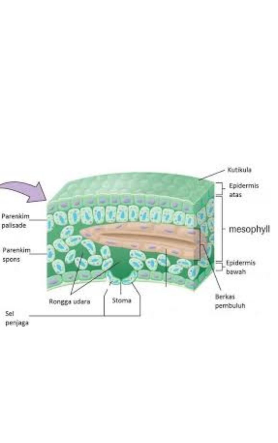 Detail Gambar Anatomi Daun Nomer 38