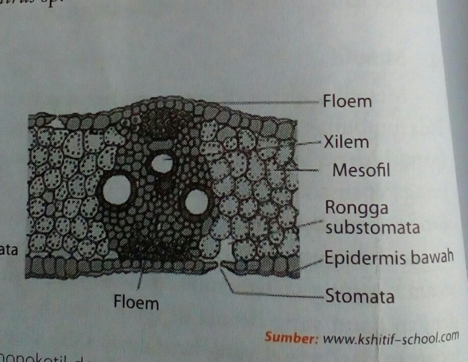 Detail Gambar Anatomi Daun Nomer 47