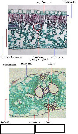 Detail Gambar Anatomi Daun Dikotil Nomer 12