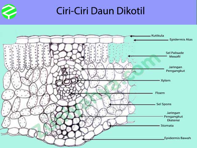 Detail Gambar Anatomi Daun Dikotil Nomer 15