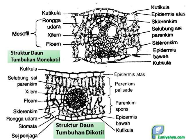 Detail Gambar Anatomi Daun Dikotil Nomer 19