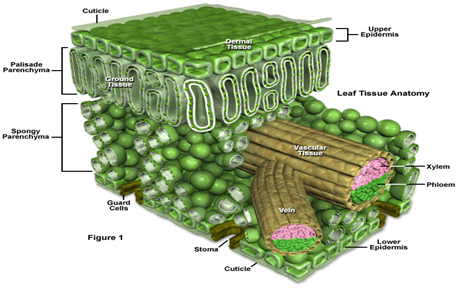 Detail Gambar Anatomi Daun Dikotil Nomer 37