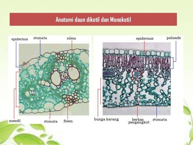 Gambar Anatomi Daun Dikotil Dan Monokotil - KibrisPDR