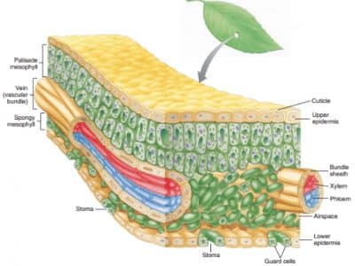 Detail Gambar Anatomi Daun Dikotil Dan Monokotil Nomer 12