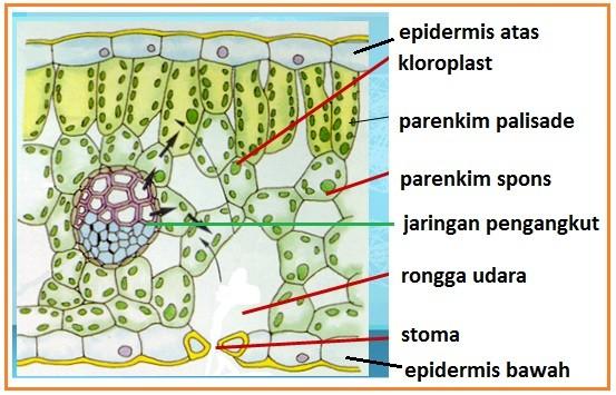 Detail Gambar Anatomi Daun Dikotil Dan Monokotil Nomer 13