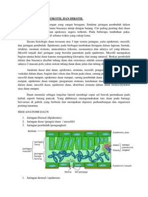 Detail Gambar Anatomi Daun Dikotil Dan Monokotil Nomer 15