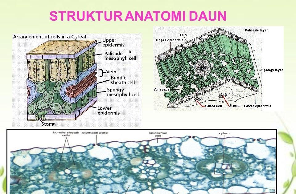 Detail Gambar Anatomi Daun Dikotil Dan Monokotil Nomer 17