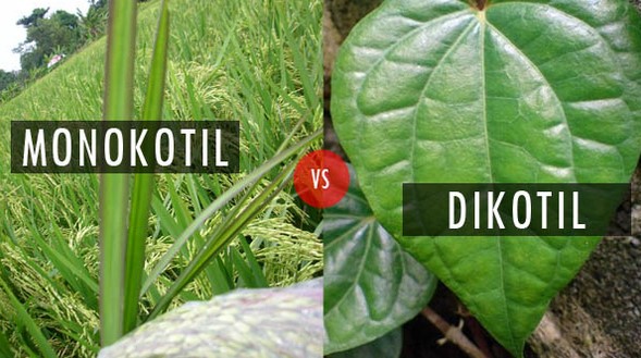 Detail Gambar Anatomi Daun Dikotil Dan Monokotil Nomer 20