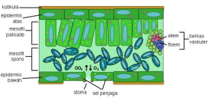 Detail Gambar Anatomi Daun Dikotil Dan Monokotil Nomer 3